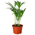 Areca Palm