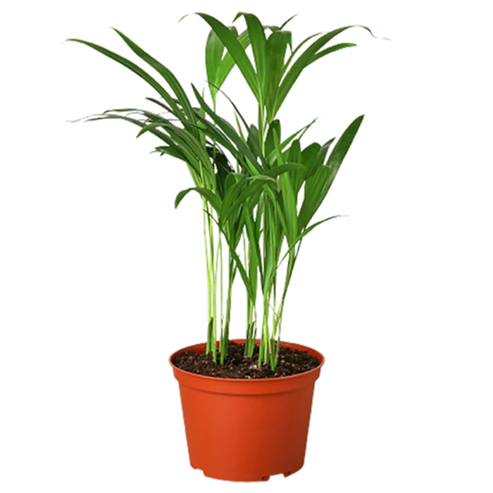 Areca Palm