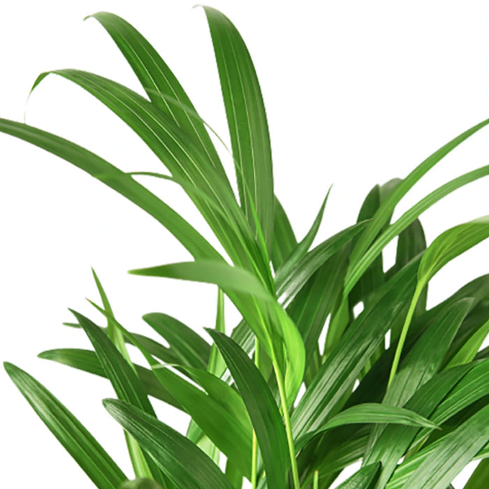 Areca Palm