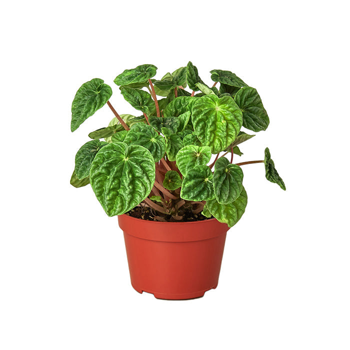 Peperomia 'Caperata Ripple'