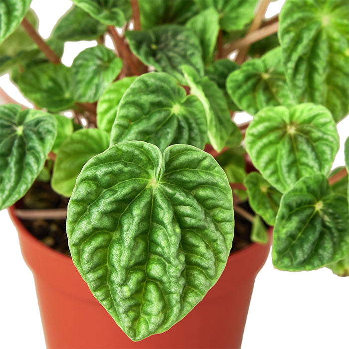 Peperomia 'Caperata Ripple'