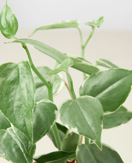 Peperomia 'Cupid'