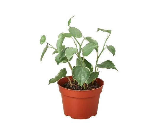 Peperomia 'Cupid'