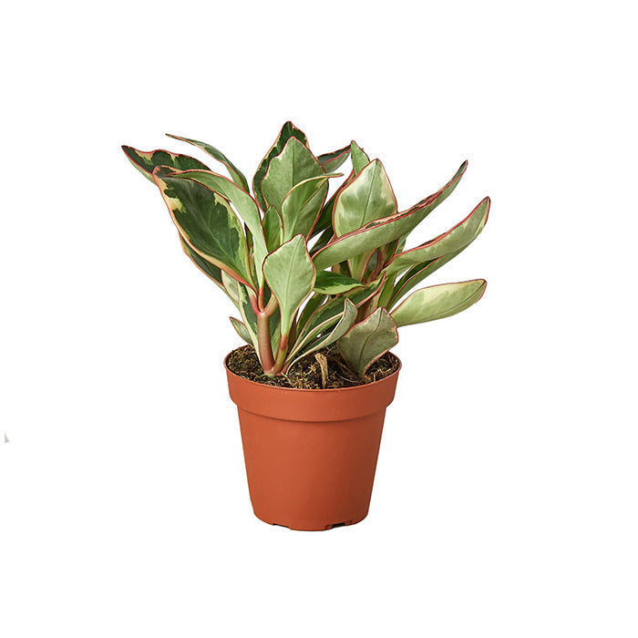 Peperomia 'Ginny'