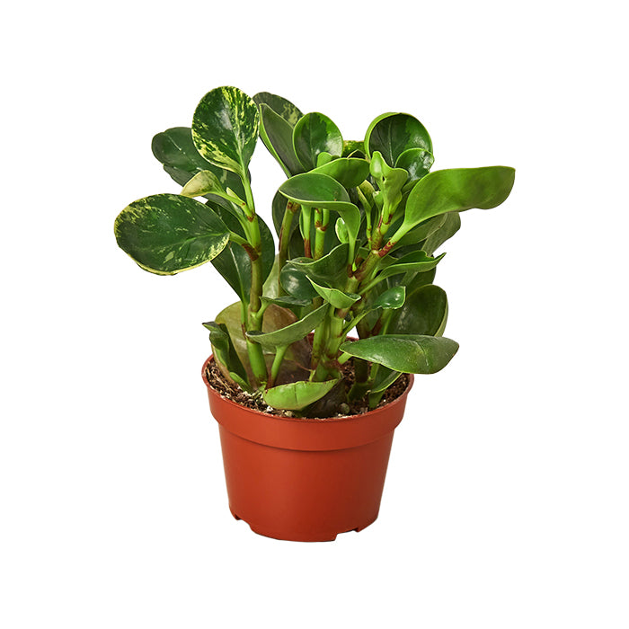 Peperomia 'Marble'