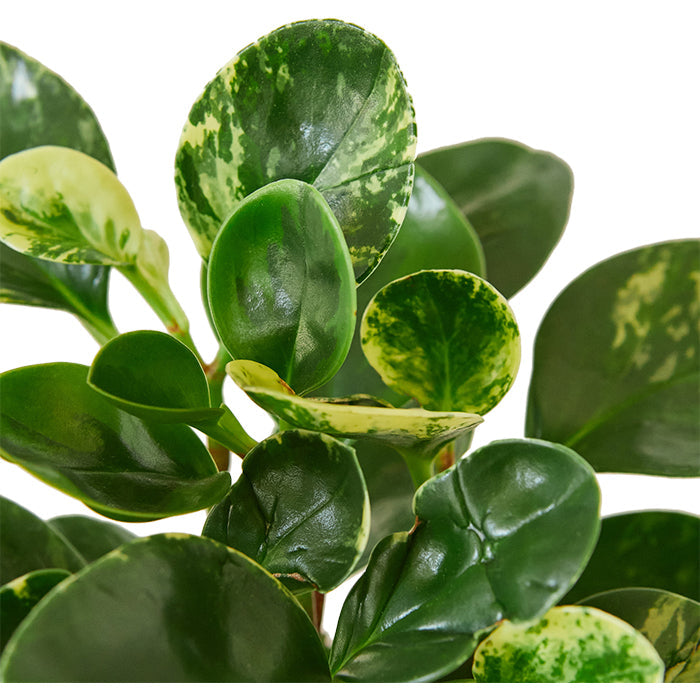 Peperomia 'Marble'