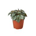 Peperomia 'Napoli Nights'