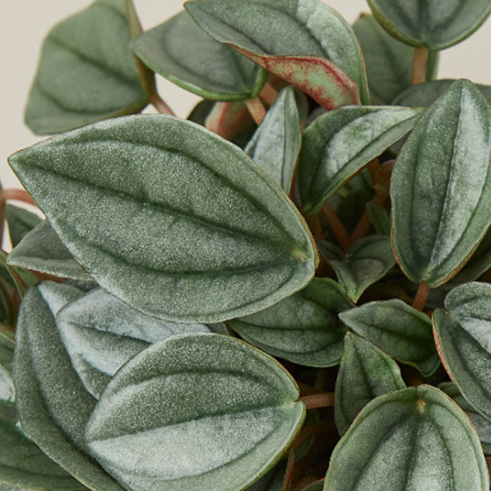 Peperomia 'Napoli Nights'