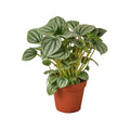 Peperomia 'Platinum'