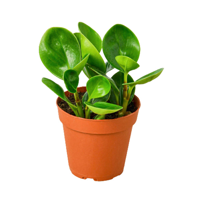 Peperomia 'Thailand'