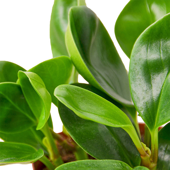 Peperomia 'Thailand'
