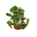 Peperomia 'Watermelon'