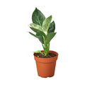Philodendron 'Birkin'