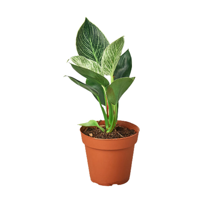Philodendron 'Birkin'