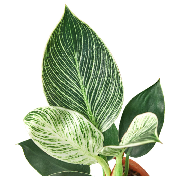 Philodendron 'Birkin'