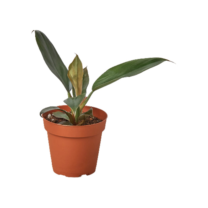 Philodendron 'Black Cardinal'
