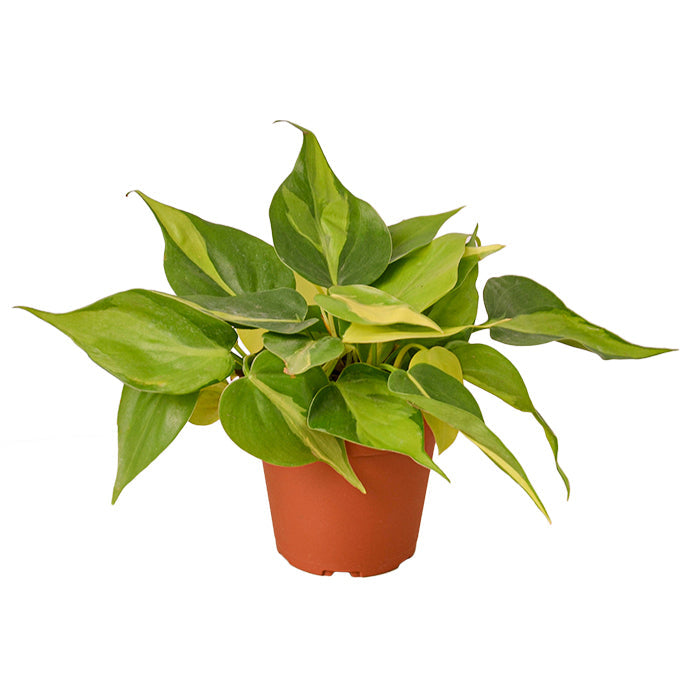 Philodendron 'Brasil'