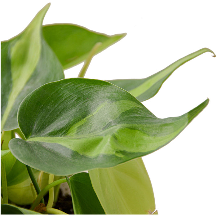 Philodendron 'Brasil'