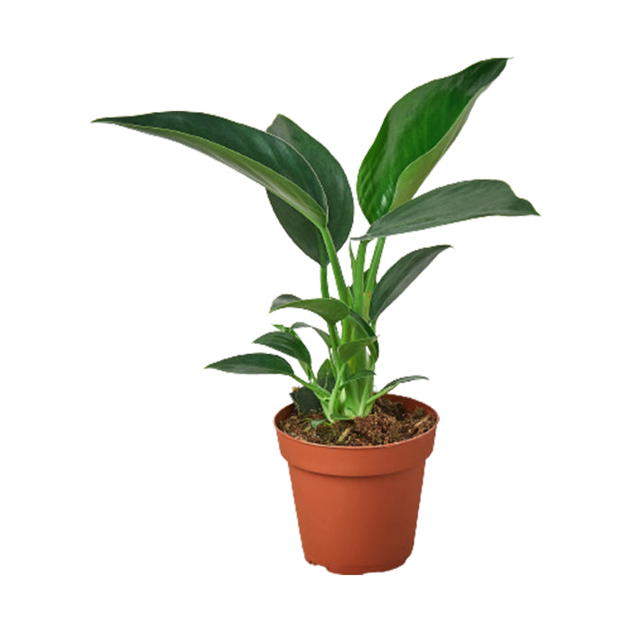 Philodendron 'Congo Green'