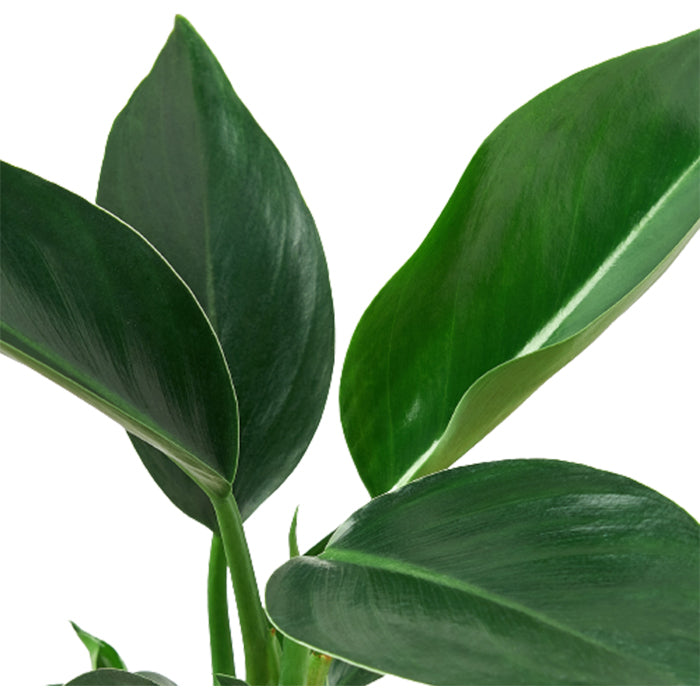 Philodendron 'Congo Green'