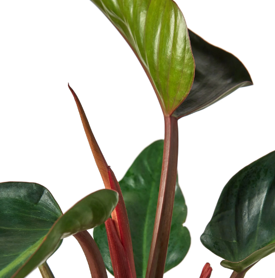 Philodendron 'Congo Rojo'