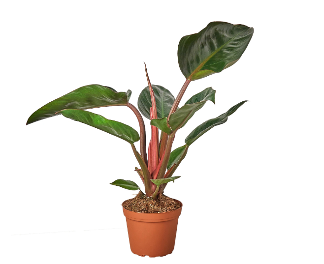 Philodendron 'Congo Rojo'