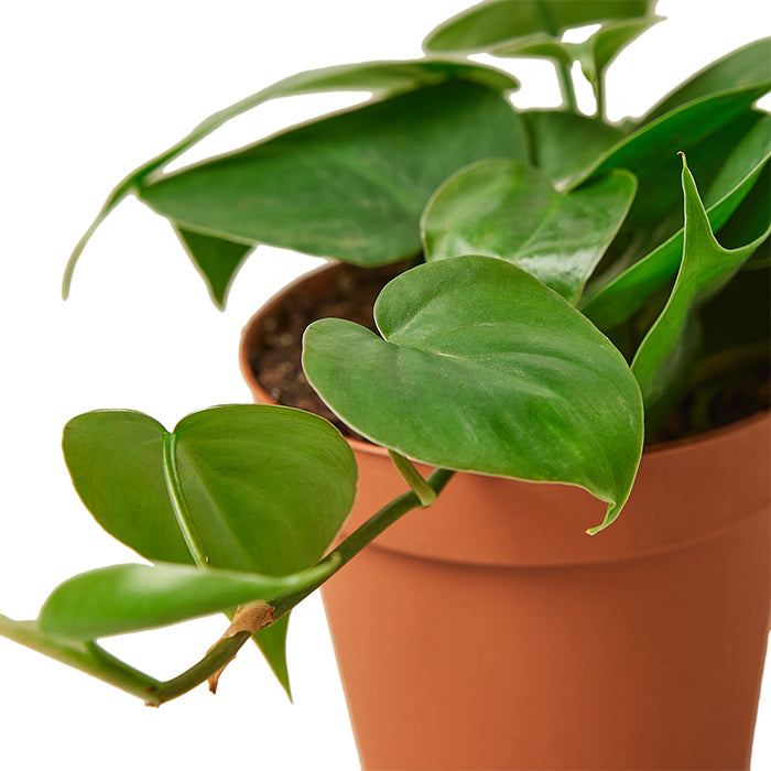 Philodendron 'Cordatum'