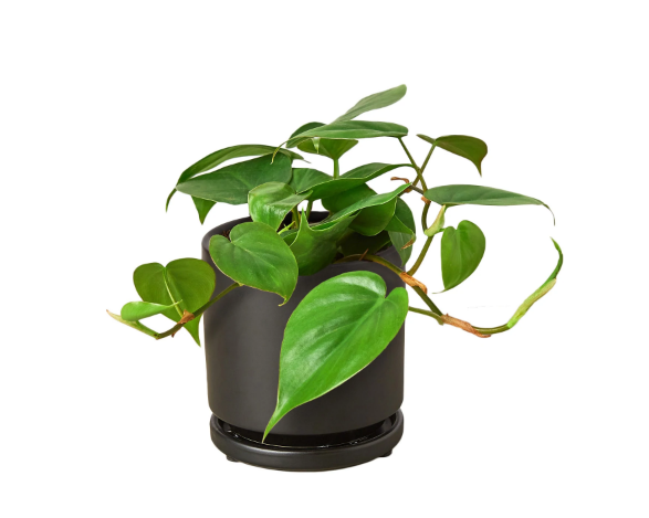 Philodendron 'Cordatum' & Pot