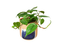 Philodendron 'Cordatum' & Pot