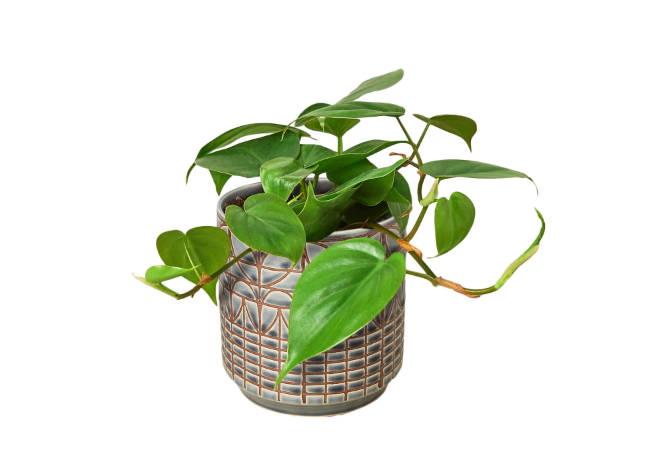 Philodendron 'Cordatum' & Pot