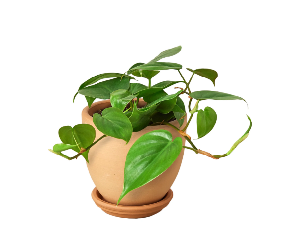 Philodendron 'Cordatum' & Pot
