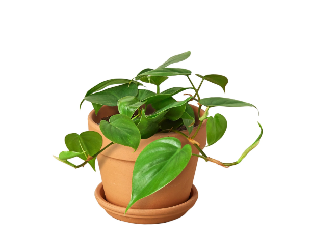 Philodendron 'Cordatum' & Pot