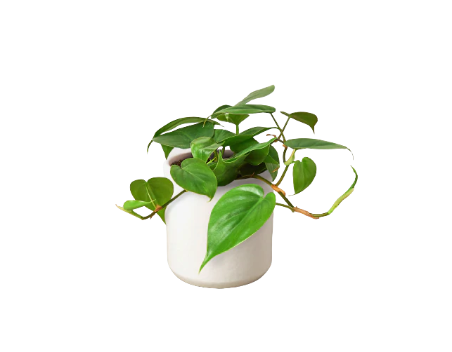Philodendron 'Cordatum' & Pot