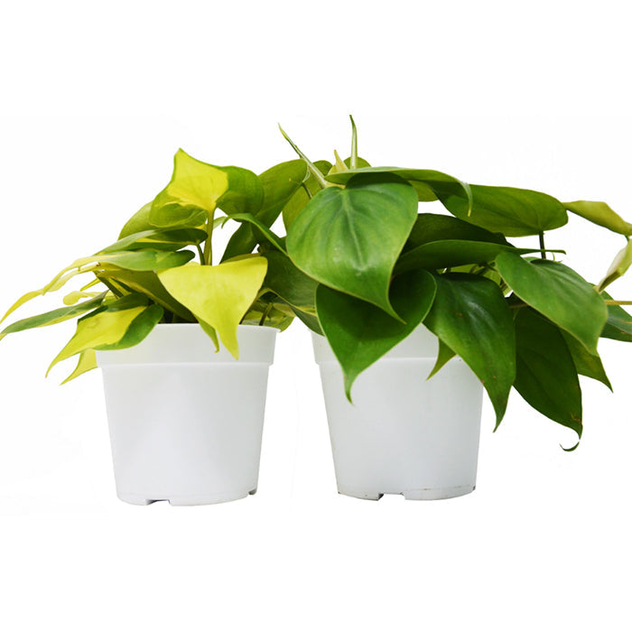 Philodendron Variety Bundle