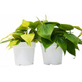 Philodendron Variety Bundle