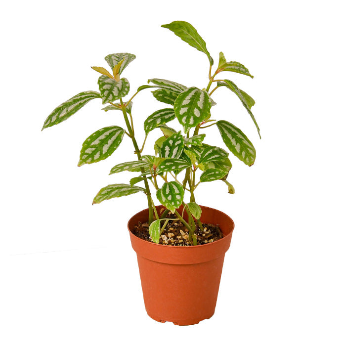 Pilea 'Aluminum'