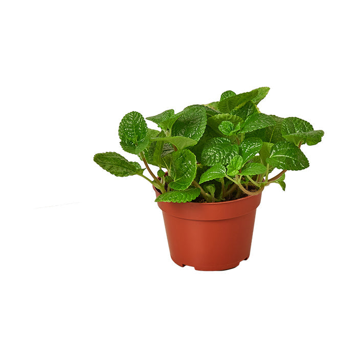 Pilea 'Creeping Charlie'