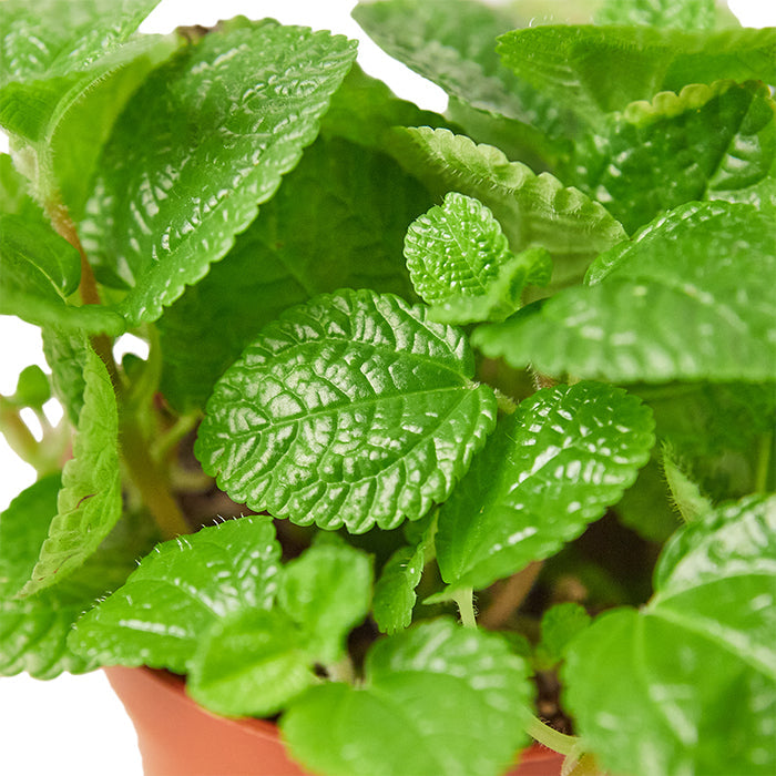 Pilea 'Creeping Charlie'