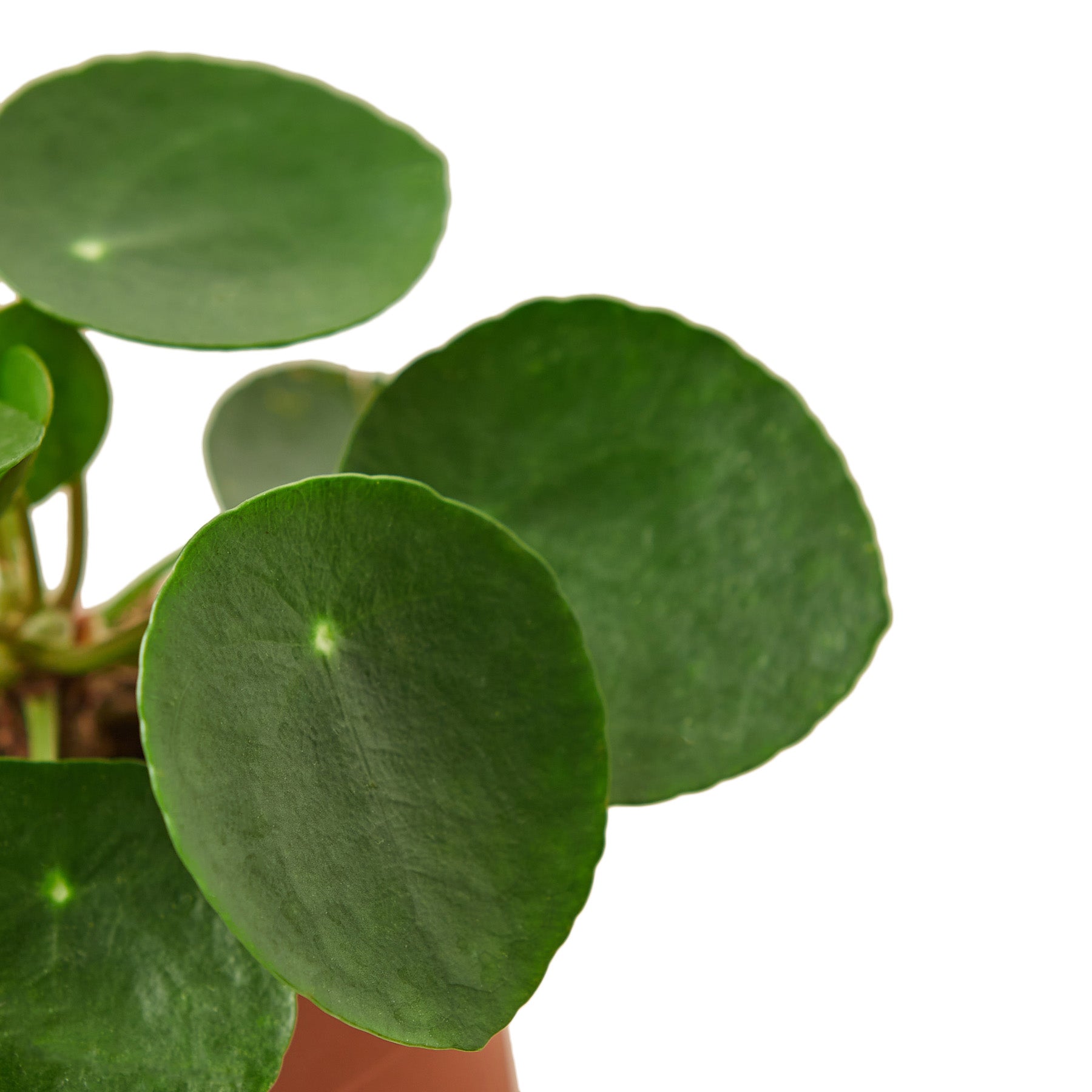 Pilea Peperomioides
