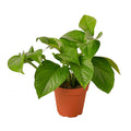 Pothos 'Green'