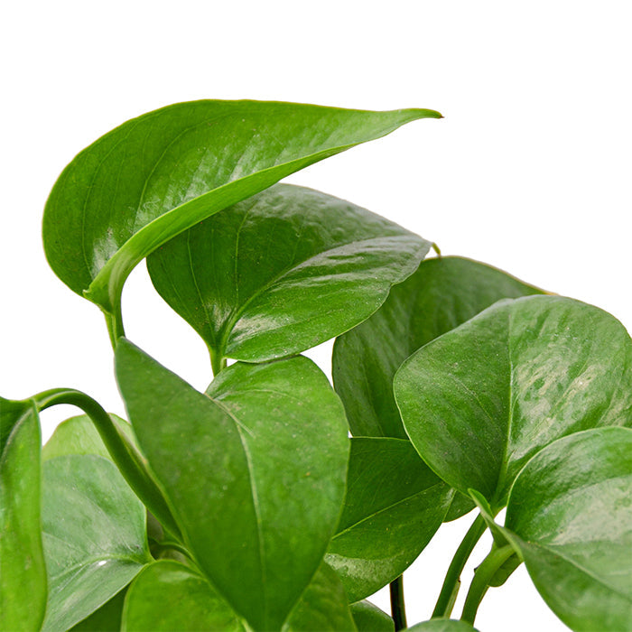 Pothos 'Green'