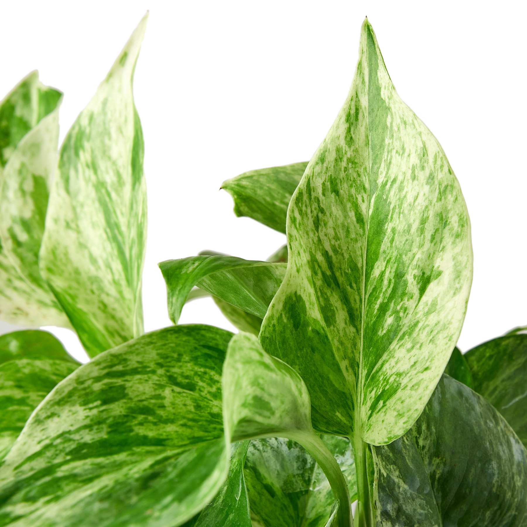 Pothos 'Marble Queen'