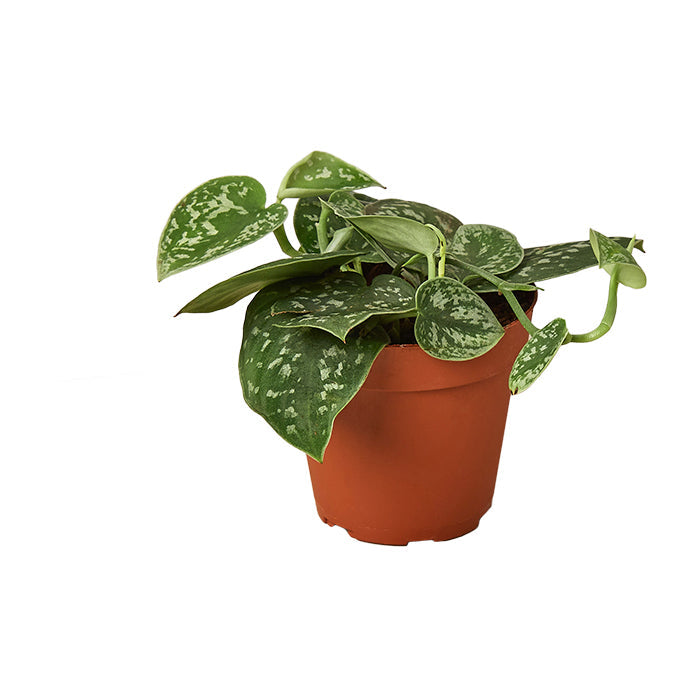 Pothos 'Satin'