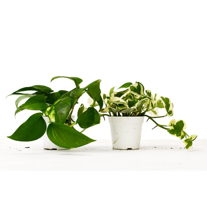 Pothos Variety Bundle