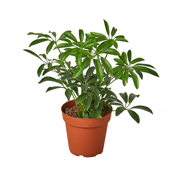 Schefflera 'Arboricola'