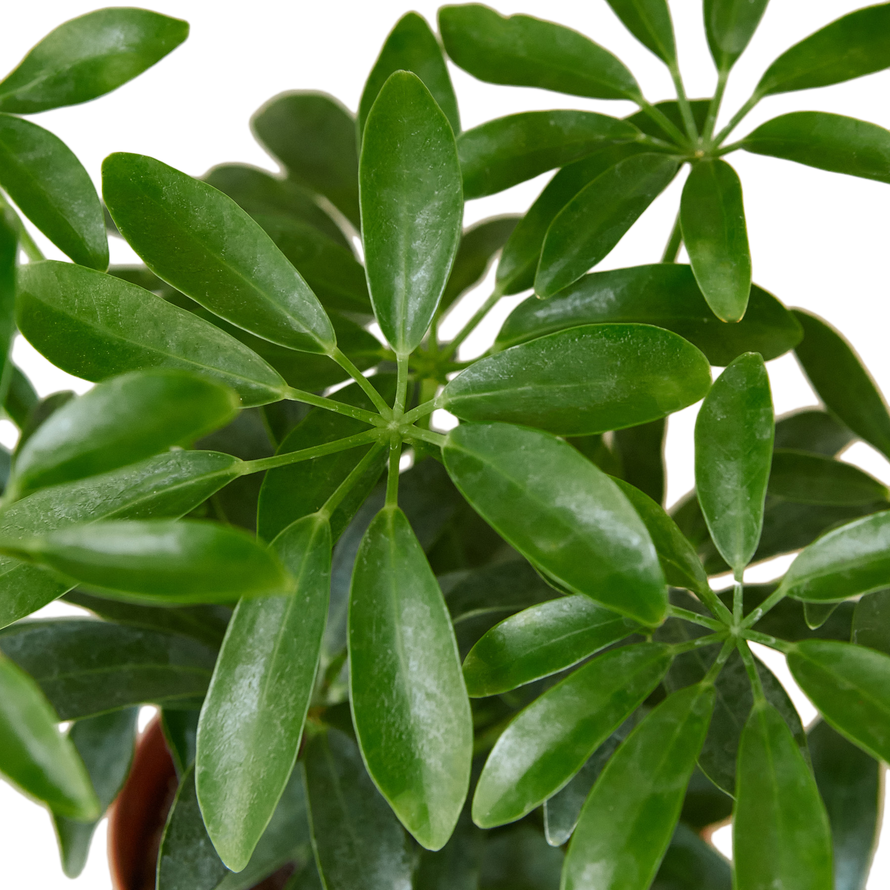 Schefflera 'Arboricola'