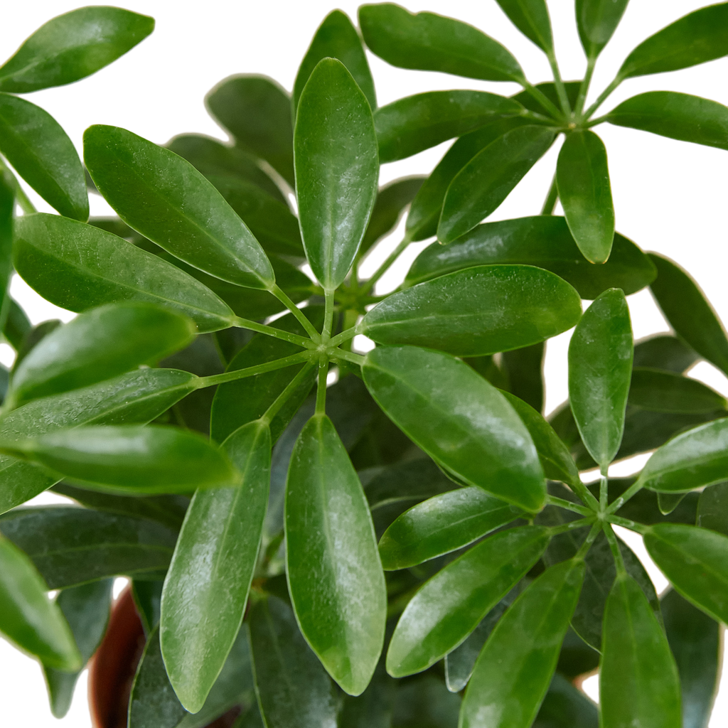 Schefflera 'Arboricola'