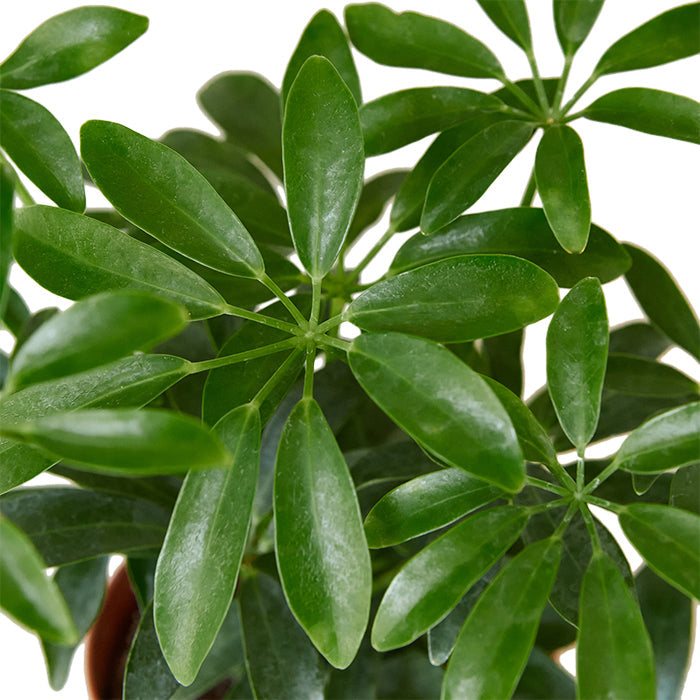 Schefflera 'Arboricola'