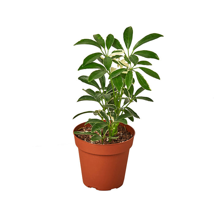 Schefflera 'Moondrop'