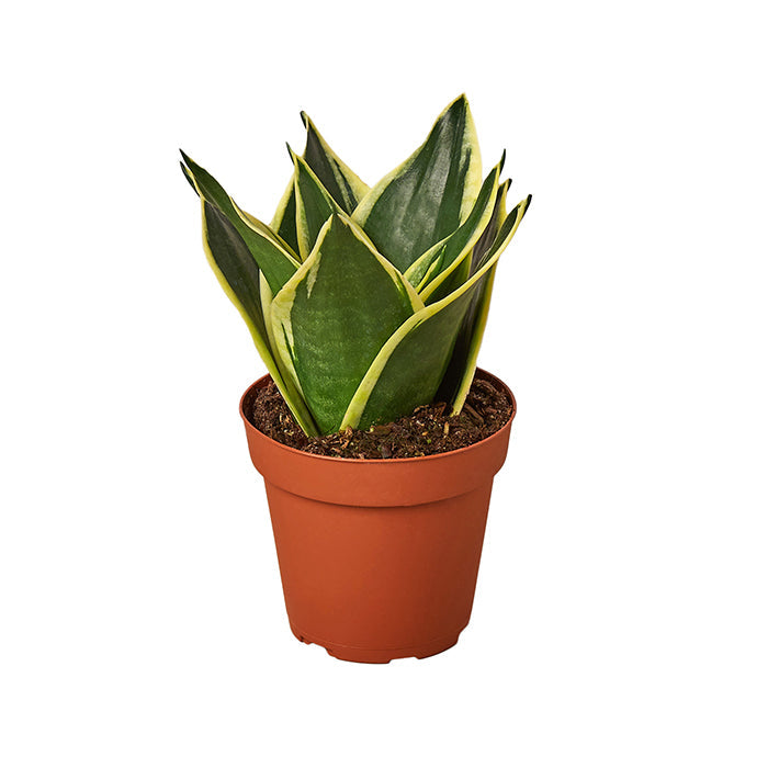 Snake Plant 'Black Gold'